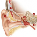 cochlea